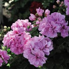 Purple Climbing Geranium Flower Seeds for Planting – Heirloom Non-GMO High Germination Organic Garden Seeds Seeds for Planting