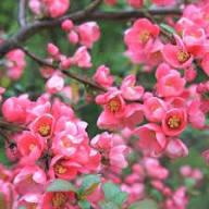 Pink Quince Flower Seeds Heirloom Non-GMO High Germination Organic Garden Seeds for Planting