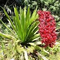 Rote Doryanthes-Blumensamen zum Pflanzen – Erbstück, gentechnikfrei, hohe Keimfähigkeit, Bio-Gartensamen