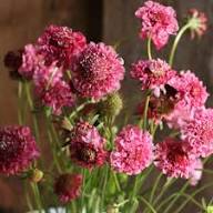 Pink Scabiosa Atropurpurea Flower Seeds for Planting – Heirloom, Non-GMO High Germination Organic Garden Seeds