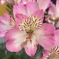 Lily Alstroemeria Flower Seeds Pink – Heirloom, Non-GMO, High Germination Seeds