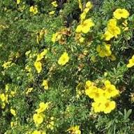 Yellow Cinquefoil Flower Seeds – Heirloom, Non-GMO, High Germination Organic Garden Seeds