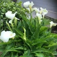 White Zantedeschia Aethiopica Flower Seeds – Heirloom Non-GMO High Germination Organic Garden Seeds
