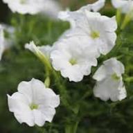 Doppelte weiße Petunien-Blumensamen, alte Sorte, gentechnikfrei, hohe Keimfähigkeit, Bio-Gartensamen zum Pflanzen