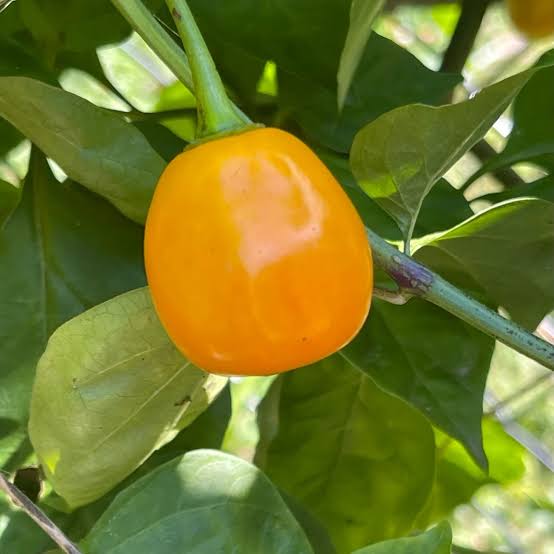 Yellow Rocoto Pepper heirloom non-GMO vegetable garden seeds for planting growing at home naturally