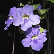 Purple Pinguicula Grandiflora Flower Seeds Heirloom Non-GMO High Germination Organic Garden Seeds for Planting