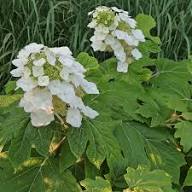 White Quercifolia Flower Seeds Heirloom Non-GMO High Germination Organic Garden Seeds