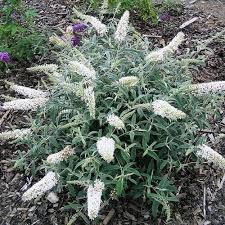 White Buddleja Flower Seeds – Heirloom, Non-GMO, High Germination Organic Garden Seeds for Planting