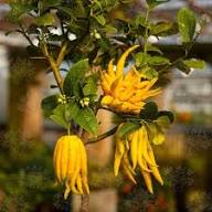 Yellow Citron Tree Seeds Heirloom Non-GMO High Germination Organic Garden Seeds for Planting
