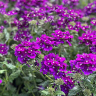 Purple Trachelium Flower Seeds Heirloom Non-GMO High Germination Organic Garden Seeds for Planting