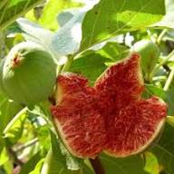 Mixed Fig Fruits Seeds – Heirloom, Non-GMO, High Germination Organic Garden Seeds