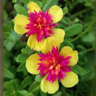 Yellow Pink Portulaca Flower Seeds – Heirloom Non-GMO High Germination Organic Garden Seeds