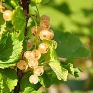 White Currant Seeds White – Heirloom, Non-GMO, High Germination Organic Garden Seeds for Planting