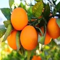 Orange Clementine Seeds for Planting – Heirloom Non-GMO High Germination Organic Garden Seeds