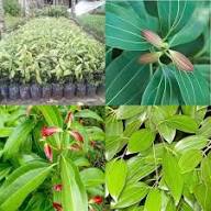 Bay Laurel Seeds for Planting – Heirloom Non-GMO High Germination Organic Garden Seeds