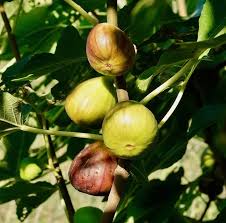 Mixed Fig Fruit Seeds – Heirloom, Non-GMO, High Germination Organic Garden Seeds