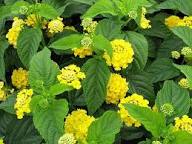 Yellow Verbena Flower Seeds Heirloom Non-GMO High Germination Organic Garden Seeds