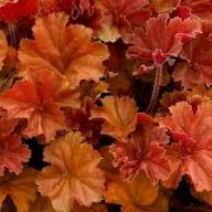 Heuchera Plant Seeds Orange – Heirloom Non-GMO High Germination Organic Garden Seeds for Planting