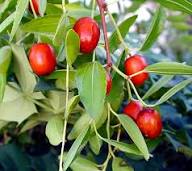 Ziziphus Jujuba (Red Date / Ber / Chinese Date) Fruit Seeds – High Germination Seeds for Home Growing