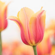 Yellow Pink Tulipa Humilis Flower Seeds – Heirloom Non-GMO High Germination Organic Garden Seeds for Planting Seeds for Planting