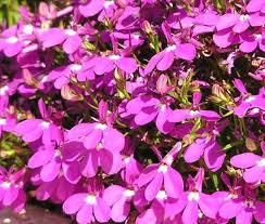 Pink Lobelia Erinus Flower Seeds Heirloom Non-GMO High Germination Organic Garden Seeds for Planting