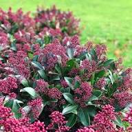 Skimmia Flower Seeds for Planting – Heirloom, Non-GMO, High Germination Organic Garden Seeds