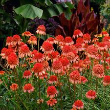 echinacea secret flower seeds