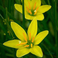Zephyranthes Flower Seeds Yellow – Heirloom Non-GMO High Germination Organic Garden Seeds