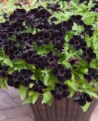 Semillas de Petunia Negra para Plantar – Semillas de Alta Germinación, No Modificadas Genéticamente, Variedad Tradicional