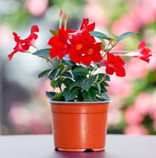 Mandevilla Flower Seeds Red – Heirloom Non-GMO High Germination