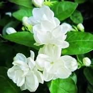 Semillas de Jazmín Perenne Flores Blancas – Herencia, No-GMO, Alta Germinación