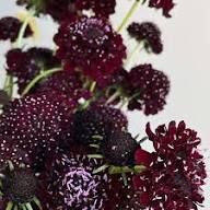 Marron Scabiosa Flower Seeds for Planting – Heirloom, Non-GMO High Germination Organic Garden Seeds