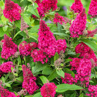Red Buddleia Davidii Flower Seeds Heirloom Non-GMO High Germination Organic Garden Seeds for Planting