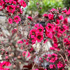 Dark Pink Leptospermum Scoparium Flower Seeds – Seeds for Planting, Heirloom, Non-GMO, High Germination Organic Garden Seeds