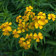 Yellow Tarragon Flower Seeds Heirloom Non-GMO High Germination Organic Garden Seeds for Planting
