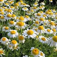 Semillas de flor de Tanacetum Parthenium blancas, herencia, no transgénicas, de alta germinación, semillas de jardín orgánicas para plantar