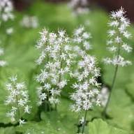 Tiarella Cordifolia Flower Seeds Heirloom Non-GMO High Germination Organic Garden Seeds