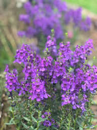 Purple Angelonia Flower Seeds Heirloom Non-GMO High Germination Organic Garden Seeds for Planting