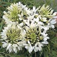 White Cleome Flower Seeds Heirloom Non-GMO High Germination Organic Garden Seeds for Planting