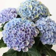 Purple Begonia Flower Seeds for Planting – Heirloom Non-GMO High Germination Organic Seeds