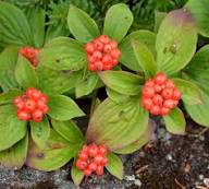 Bunchberry Fruit Seeds for Planting Heirloom Non-GMO High Germination Organic Garden Seeds