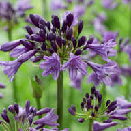 Purple Agapanthus Flower Seeds Heirloom Non-GMO High Germination Organic Garden Seeds for Planting