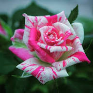 Pink White Dragon Rose Flower Seeds Heirloom Non-GMO High Germination Organic Garden Seeds for Planting