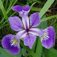 Violet Iris Versicolor Flower Seeds – Heirloom Non-GMO High Germination Organic Garden Seeds