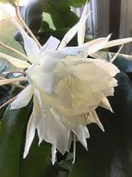 White Epiphyllum Oxypetalum Flowers Seeds – Heirloom, Non-GMO, High Germination Organic Garden Seeds for Planting