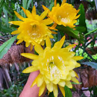 Yellow Epiphyllum Flower Seeds – Heirloom Non-GMO High Germination Organic Seeds