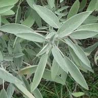 White Sage Plant Seeds Heirloom Non-GMO High Germination Organic Garden Seeds for Planting