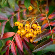 Gelbe Eberesche Sorbus Aucuparia Samen, alte Sorte, gentechnikfrei, hohe Keimrate, Bio-Gartensamen zum Pflanzen