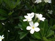 Plumeria Flower Seeds Green White – Heirloom, Non-GMO, High Germination Organic Garden Seeds for Planting Seeds for Planting