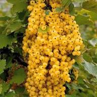 Yellow Gooseberry Seeds Heirloom Non-GMO High Germination Organic Garden Seeds for Planting
